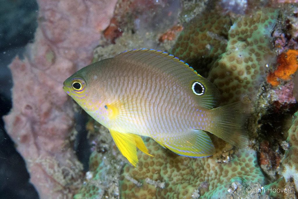 Den här Damselfisken(?) (pomacentrus amboinensis) har byggt sitt kamouflage kring idén att en annalkande fiende inte ska veta vilket håll den kommer fly åt. Precis som med en bra passning i fotboll eller en välriktad torped måste den som vill träffa ett rörligt mål nämligen sikta en bit framför.